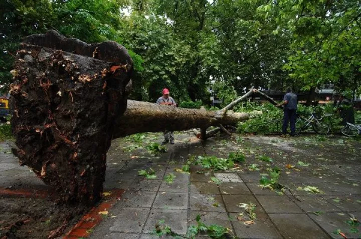 Επτά ελαφρά τραυματίες από πτώση δέντρου στα Οινόφυτα