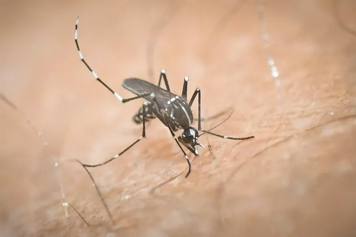 Υγεία: Τα κουνούπια δεν μπορούν να μεταδώσουν την Covid-19 από άνθρωπο σε άνθρωπο