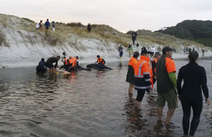 Νέα Ζηλανδία: Περίπου 100 φάλαινες πέθαναν αφού εξώκειλαν στα νησιά Κάθαμ 